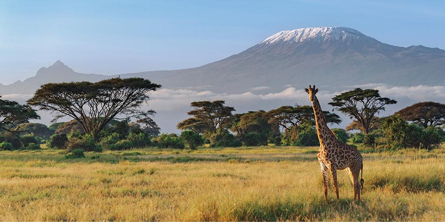 Spotting wildlife and Mount Kilimanjaro in Amboseli National Park