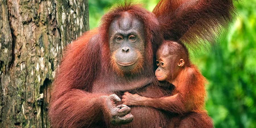 Discovering Borneo’s extraordinary wildlife